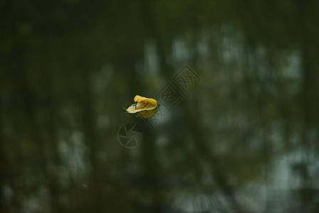黄秋叶袅成舟浮于水面倒影图片