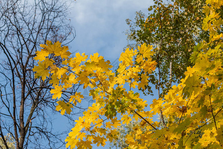 秋天的落叶映衬着蓝天图片