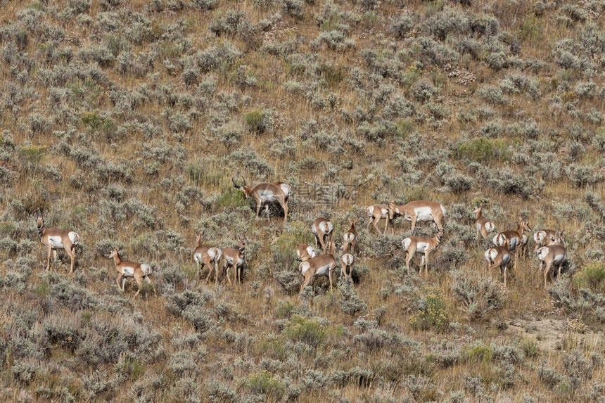 怀俄明州秋季车辙期间的叉角羚羊图片
