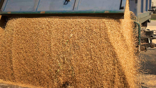 玉米粒倒入农业筒仓关闭小麦帽子图片