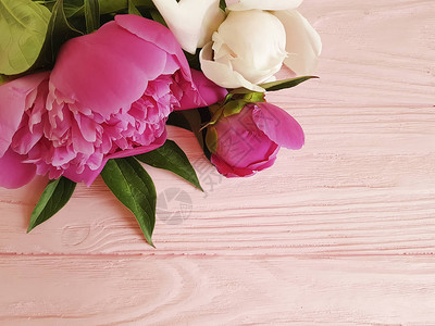 粉红色木质背景上的牡丹花图片