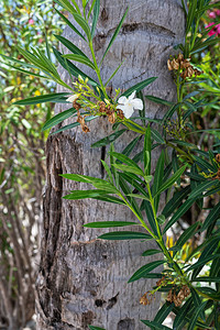 在巴哈马Cays公主的棕榈树干上图片
