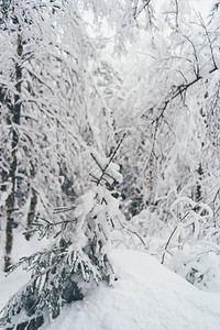 芬兰罗瓦涅米的冬季雪林圣诞节在拉图片
