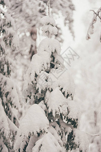 芬兰罗瓦涅米的冬季雪林圣诞节在拉图片