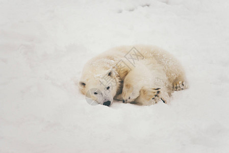 雪林中躺着睡觉的白北极熊图片