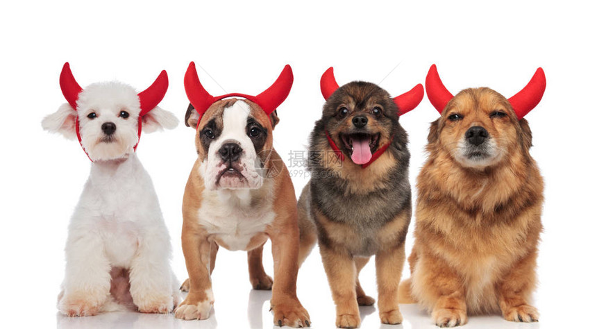 由四只有红角的恶魔狗组成的小可爱组站在白图片