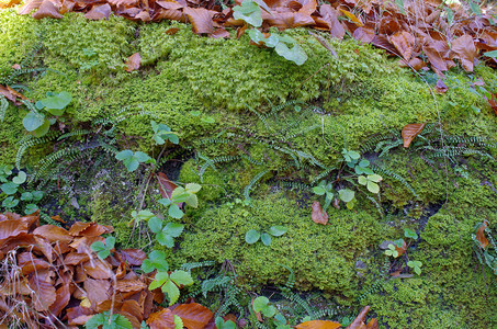 苔藓和落叶秋天的静物图片