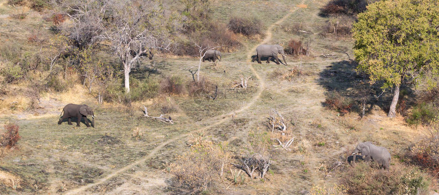奥卡万戈三角洲大象博茨瓦纳图片