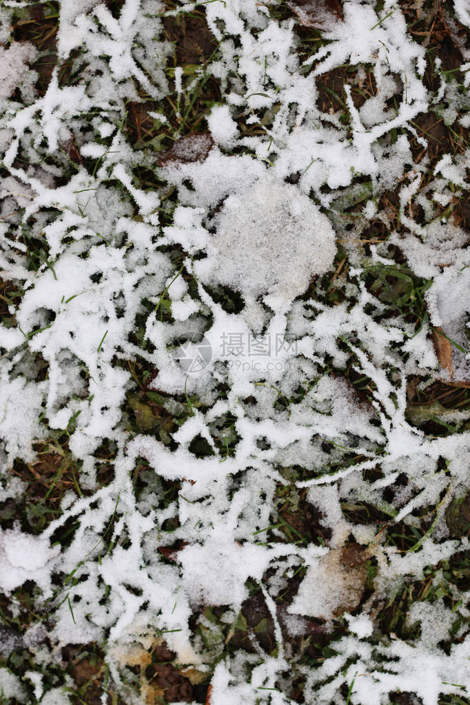 初冬雪枝图片