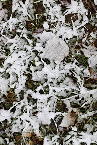 初冬雪枝图片