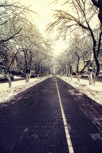 行人路径树冬天图片