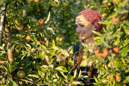 水果农妇检查她的苹果园图片