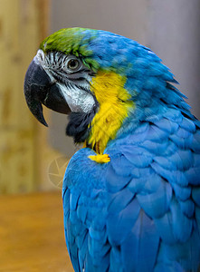 异国情调的野生鹦鹉光环的蓝黄色特写在动物园里异国情调的宠物图片