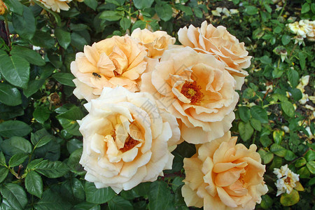 盛开的橙色玫瑰背景是玫瑰叶图片