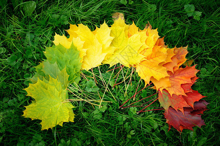 秋叶彩虹色梯度颜色多彩图片