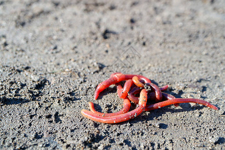 夏天用环钓红灰土的蠕虫图片