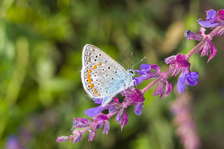 在夏季在野生圣树上寻找花蜜的蓝蝴蝶Polyommatusi图片