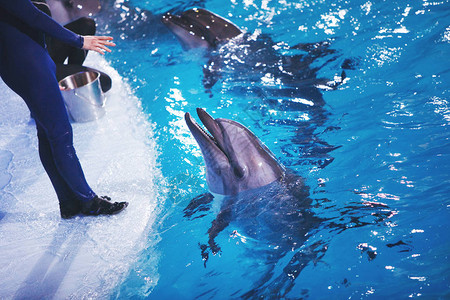 海洋动物海豚是在蓝色水域的海豚馆里喂鱼的图片