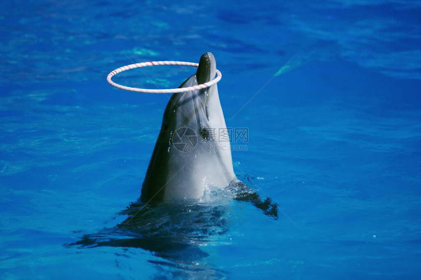 海洋动物在蓝色海水的海豚馆里游泳图片