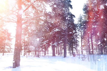 在一个下雪的早晨在森林里景观图片