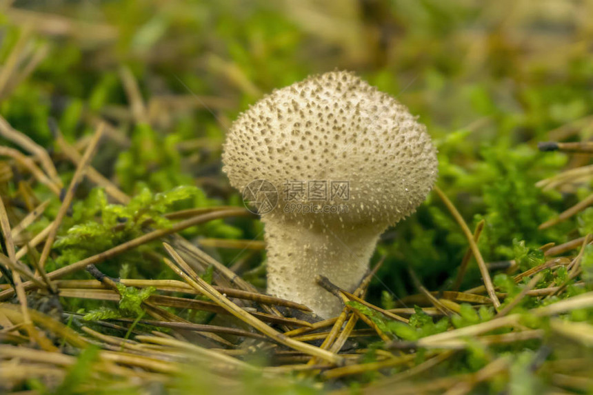 普通马勃菌Lycoperdonperlatum特写在林下落针中图片