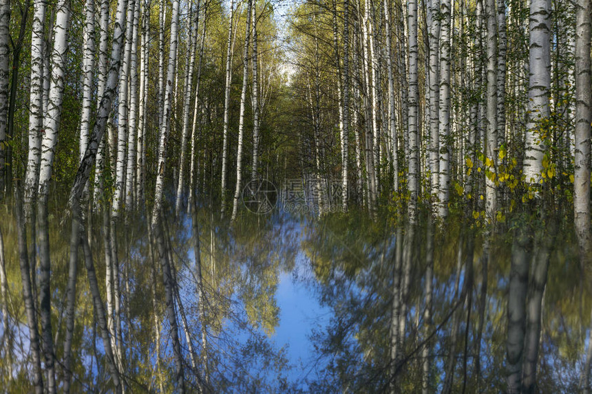 表面模糊镜面模糊反射着秋树林图片