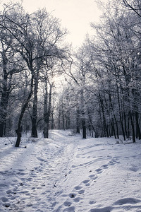 白雪皑的树枝在五颜六色的天空下的冬季景观图片