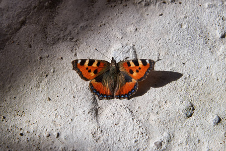 在水泥地上的帝王蝶背景图片