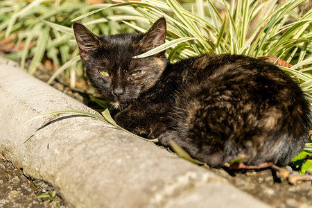阳光下的玳瑁小猫图片