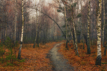 在秋天的森林中行走秋天的情绪秋图片