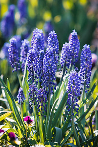 春花园的花朵蓝花穆斯卡里疏忽图片