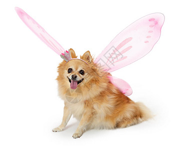 穿着粉红仙子翅膀和皇冠头巾的可爱波美拉尼狗图片