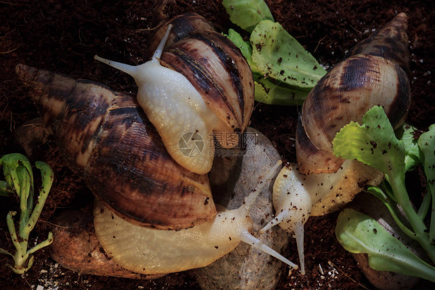 菜园蜗牛和小蜗牛大蜗牛正图片