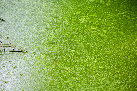 绿色沼泽藻类静水湖与气泡图片