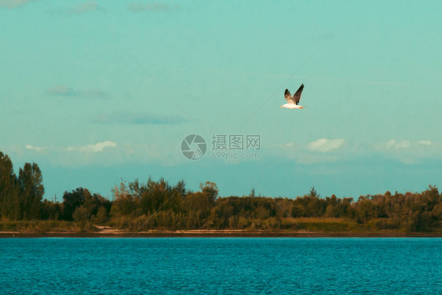 在海蓝宝石天空的背景下图片