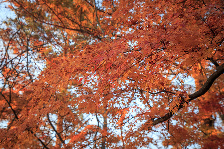 日本秋叶树上叶泽Karuizawa是日本长野县的一个山地度图片