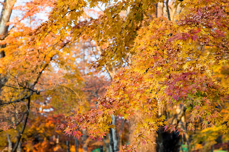 秋叶在日本的树上落叶图片