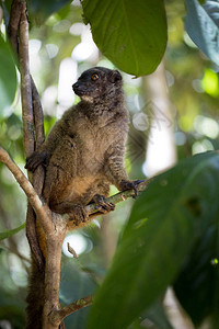 女白脸Lemur图片