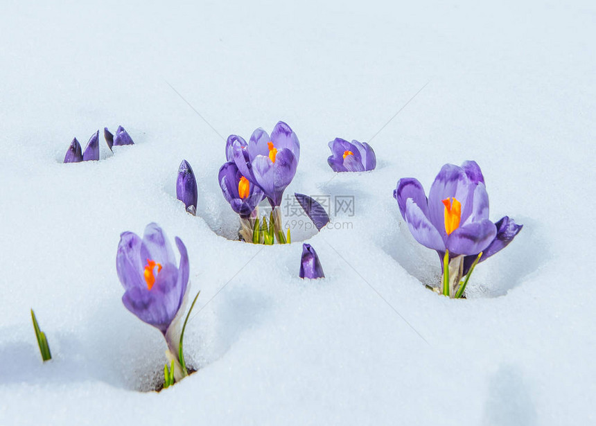 番红花在雪地里美丽世界喀尔巴阡山图片