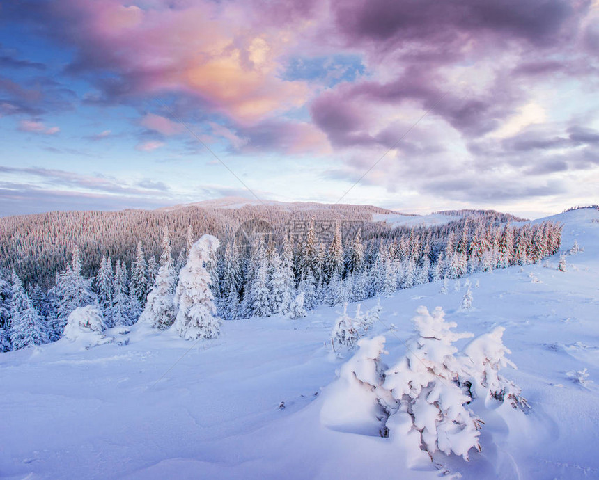 神奇的冬天积雪覆盖的树喀尔巴阡山脉的乌克兰图片