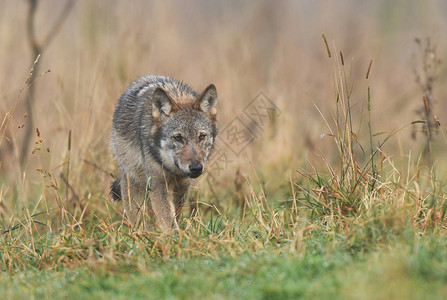 野生灰狼在自然栖息地图片