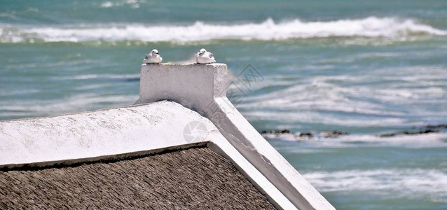 有两只海鸥坐在屋顶上的海景图片
