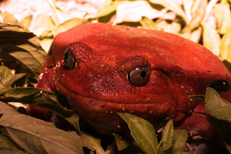 番茄青蛙Dyscophusantongilii图片