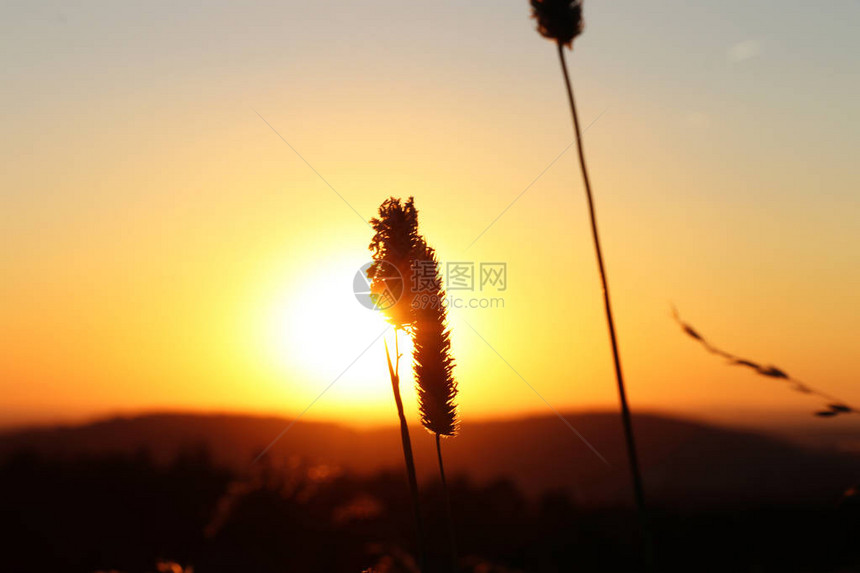 来自大然的美丽景色阳光下的玉米茎傍晚太阳落山的美好时刻天空图片