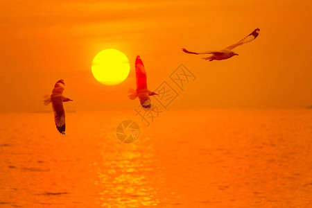 海鸥飞过泰国日落之旅图片