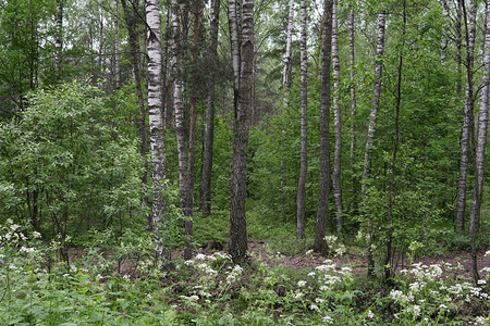 绿树成荫的白桦林小道图片