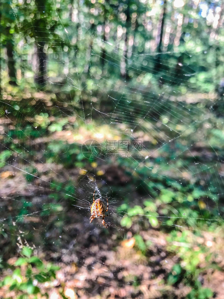阳光照射在绿色森林中树木之间的精致蜘蛛网上蜘蛛网上的雨滴阳光透过树图片