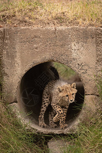 猎豹幼崽从管道跳入草丛图片