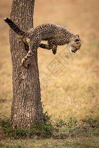 猎豹幼崽从树干跳下图片