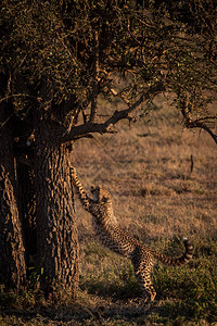 日出时Cheetah图片